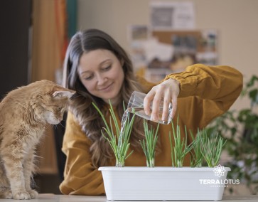 Mini-horta em casa: como começar com pouco espaço e colher grandes sabores