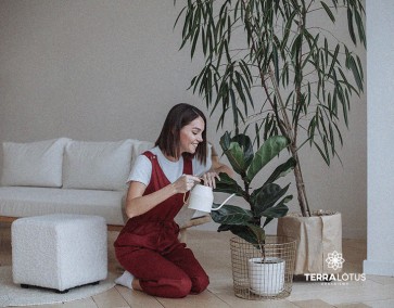 Sustentabilidade em casa: como pequenos passos podem fazer a diferença  